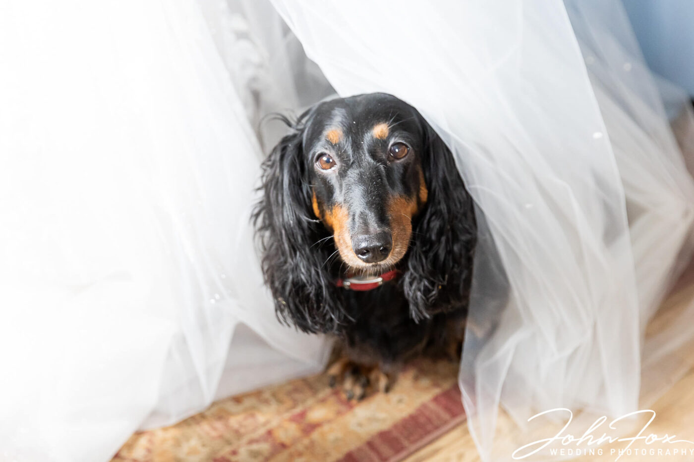 The family dog peeking out from the bride's dress.